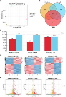 Transcriptomics reveals age-related changes in ion transport–related factors in yak lungs